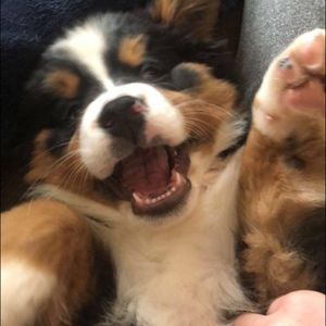 Meet your Posher, Joyce